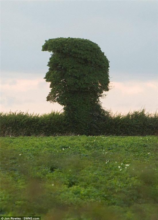 ky la cay moc tu nhien giong het donald trump hinh anh 4