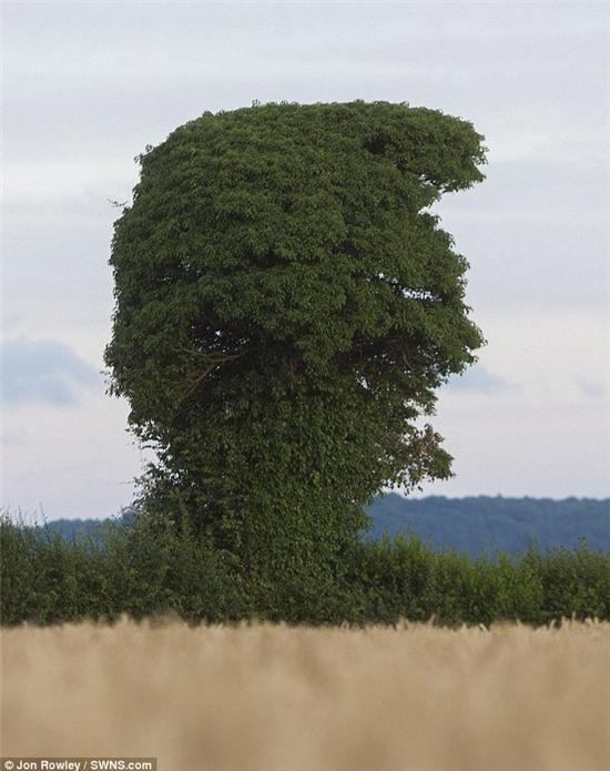 ky la cay moc tu nhien giong het donald trump hinh anh 5