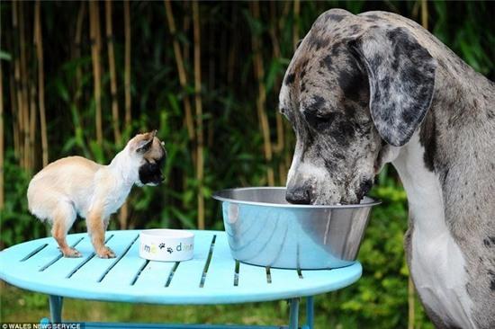 chu cho cao nhat the gioi gap chu cho be nhat nuoc anh hinh anh 2