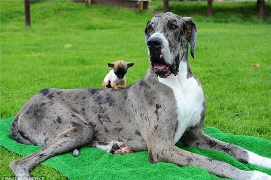 chu cho cao nhat the gioi gap chu cho be nhat nuoc anh hinh anh 3