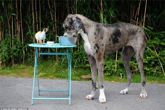 chu cho cao nhat the gioi gap chu cho be nhat nuoc anh hinh anh 5