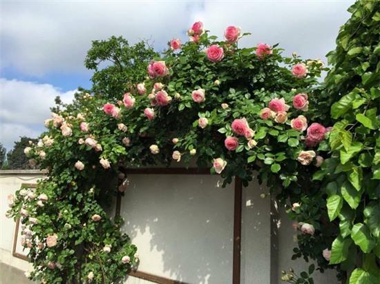 trồng hồng leo trước cổng nhà 10