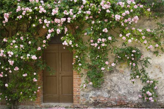 Dàn hoa hồng leo trang trí cổng nhà hay dừng chân chắc chắn sẽ làm cho không gian sống của bạn trở nên đẹp mắt và quyến rũ hơn. Với những bông hoa đầy sức sống trên khuôn viên của mình, bạn sẽ thấy mình đang sống trong một môi trường thật sự xanh tươi và trong lành.