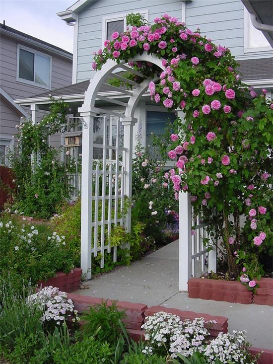 trồng hồng leo trước cổng nhà 6