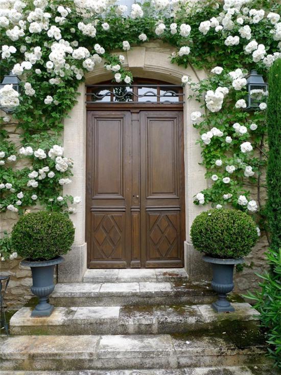 trồng hồng leo trước cổng nhà 9