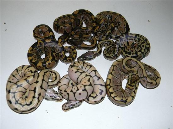 nguoi dan ong my chet bi an cung 70 con ran trong nha hinh anh 2