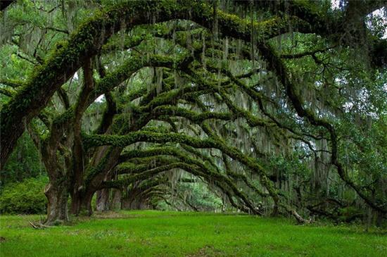 nhung-cai-cay-dep-nhat-the-gioi-chuyen-la-afamily