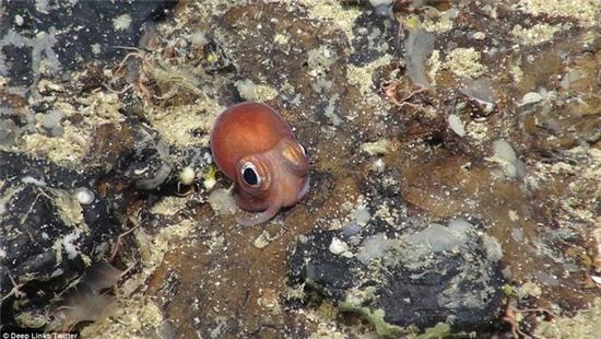 sinh vat ki di o chan nui duoi bien cao nhat nuoc anh hinh anh 2