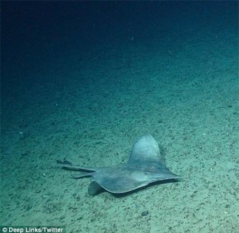 sinh vat ki di o chan nui duoi bien cao nhat nuoc anh hinh anh 3