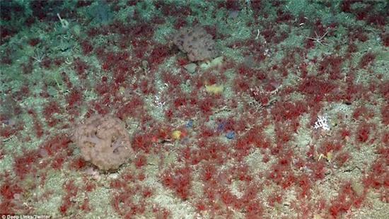 sinh vat ki di o chan nui duoi bien cao nhat nuoc anh hinh anh 6