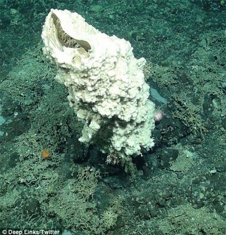 sinh vat ki di o chan nui duoi bien cao nhat nuoc anh hinh anh 7