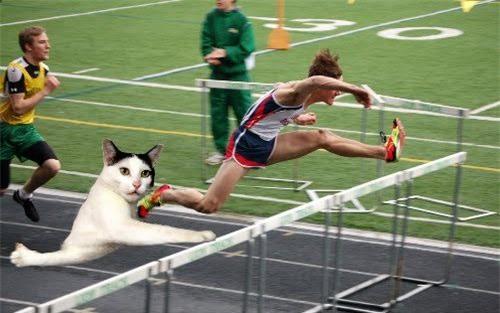 Tài khoản @dinoshas đăng ảnh ghép hài hước của&nbsp;mèo Milk-chan trên Twitter hôm 13/8. Ảnh: Twitter.