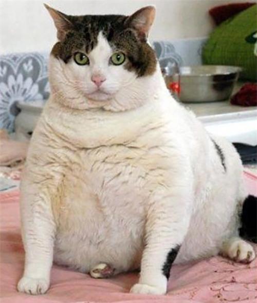 Tự tin lên vì 18 em mèo này còn béo hơn bạn nhiều - Ảnh 1.