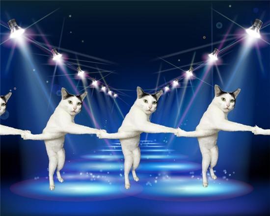 Bộ ảnh cười rơi mồm của các thánh photoshop dành tặng chú mèo có dáng đứng xoắn quẩy - Ảnh 6.