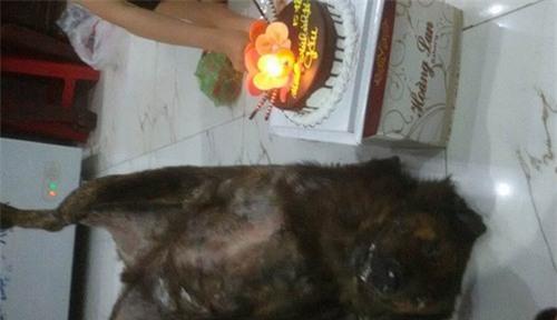 Chó cưng qua đời, chàng trai Sài Gòn mua tủ đông ướp xác - Ảnh 6.