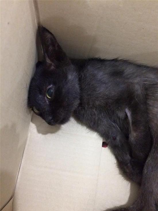 Hà Nội: Cô gái bị tố bỏ đói chú mèo liệt 1 tháng, thản nhiên nói chờ mãi nó không chết? - Ảnh 2.