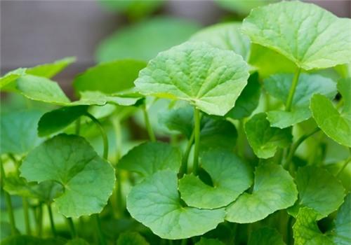 chua-di-ung-da-man-ngua-bang-thao-duoc-giadinhvietnam.com 3