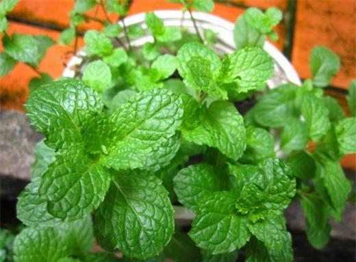 chua-di-ung-da-man-ngua-bang-thao-duoc-giadinhvietnam.com 4