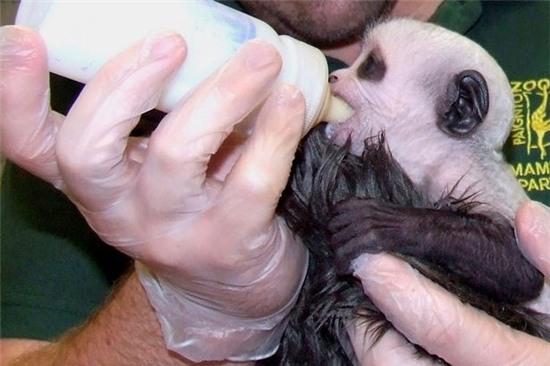 Khỉ con có khuôn mặt giống chúa tể Voldemort - Ảnh 4.