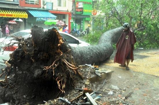 Giai cuu nguoi dan ong bi cay co thu de tren pho Sai Gon hinh anh 1