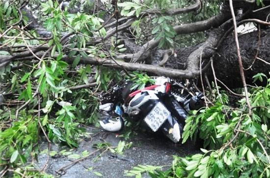 Giai cuu nguoi dan ong bi cay co thu de tren pho Sai Gon hinh anh 2
