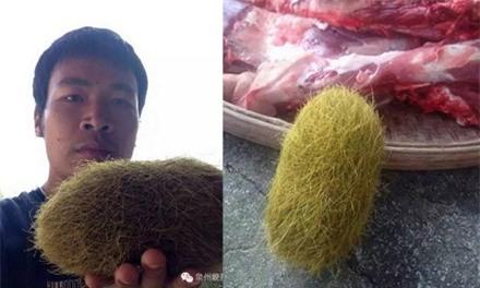 Vật thể lạ tìm thấy trong bụng lợn