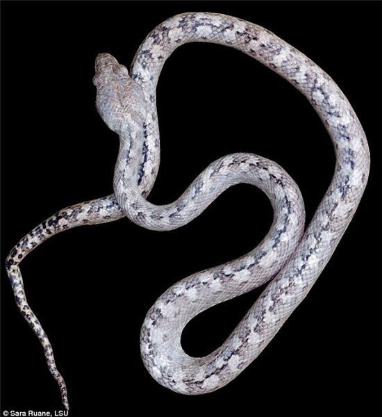 Phát hiện loài rắn ma kỳ quái mới ở Madagascar - Ảnh 1.