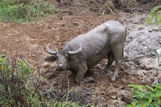 Tho san bat trau me trong dan trau du tan cong nguoi hinh anh 1