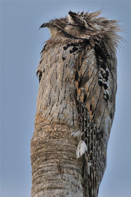 Chú chim potoo ngụy trang vào thân cây