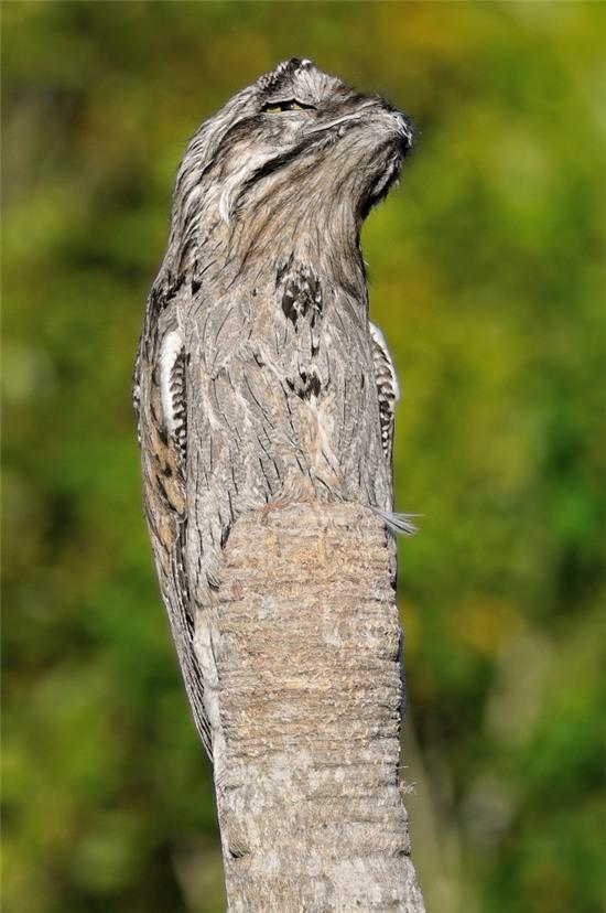 Rất khó để nhận ra chú chim này