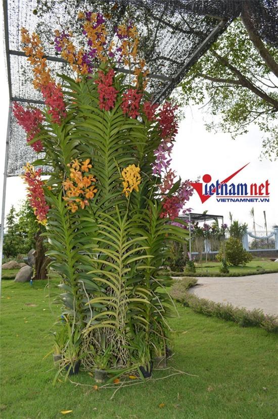 Hoài Linh, nhà thờ Tổ, nhà thờ tổ của Hoài Linh