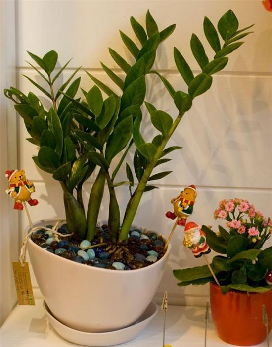 Kỹ thuật trồng cây kim tiền yêu cầu sự tỉ mỉ