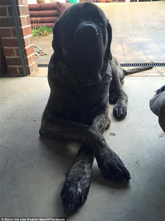 Chú chó to nhất nước Úc ăn hết hơn 4 triệu tiền thức ăn mỗi tuần - Ảnh 2.