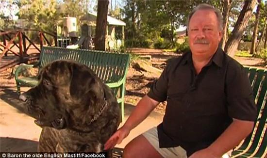 Chú chó to nhất nước Úc ăn hết hơn 4 triệu tiền thức ăn mỗi tuần - Ảnh 3.