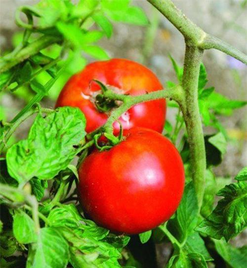 bat ngo voi tuyet chieu tri hoi nach nho mot qua ca chua - 2