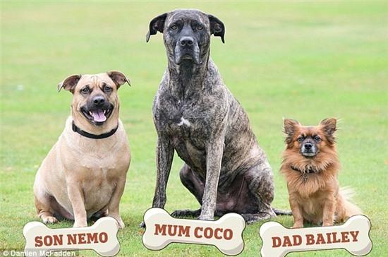 Gia đình chó độc đáo.