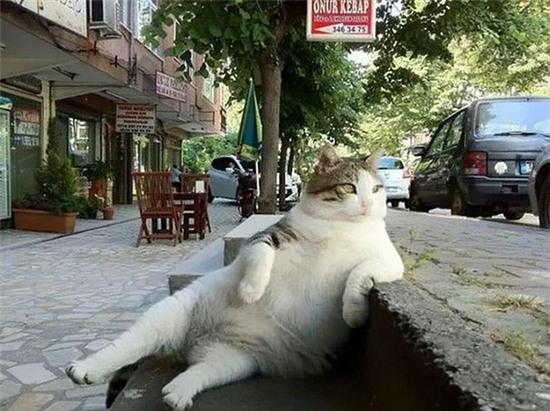 Chú mèo nổi tiếng Thổ Nhĩ Kỳ được tạc tượng tại chỗ ngồi ưa thích sau khi qua đời - Ảnh 2.
