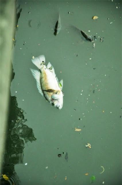 cá chết, kênh, Nhiêu Lộc, ô nhiễm, rác thải,