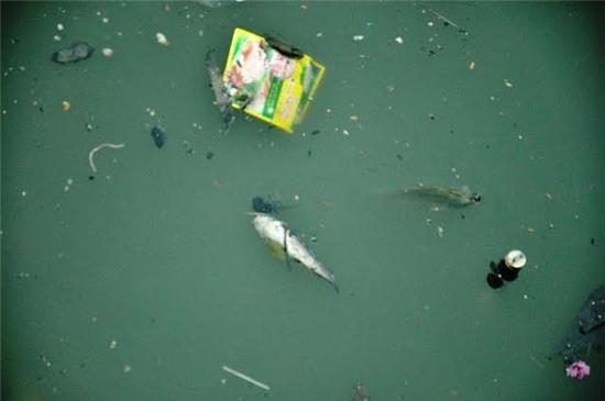 cá chết, kênh, Nhiêu Lộc, ô nhiễm, rác thải,