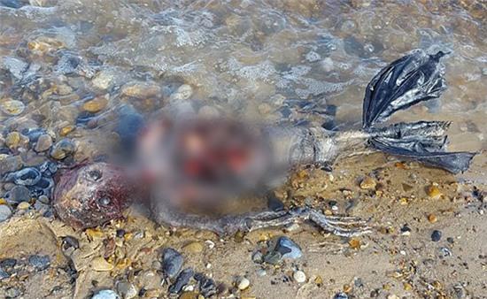 Tìm thấy xác Người cá thối rữa trôi dạt vào bờ biển - Ảnh 2.