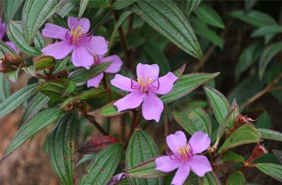 Những loại cây giải độc dễ tìm - Ảnh 1.