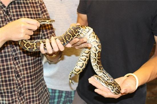Con trăn đất hai đầu hai thân độc đáo ở Hà Nội