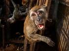 Khỉ đực 40kg 'đại náo' khu du lịch sinh thái
