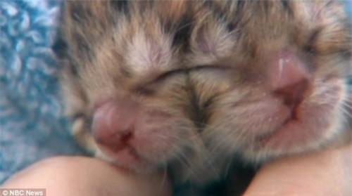 Mèo hai mặt Duecy. Ảnh: NBC News