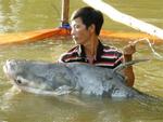 Bắt được cá tra dầu nặng 63 kg trên sông Tiền
