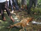 Hàng loạt chó, mèo dại vô chủ xuất hiện ở Thái Nguyên