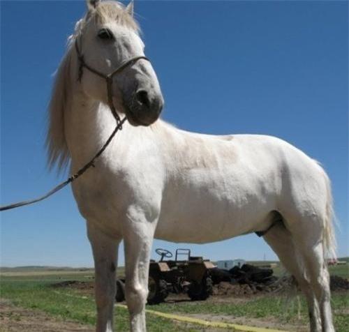 Tây Du Ký: Bi hài với Bạch Long Mã, Phim, tay du ky, tay du ky 1986, hau truong tay du ky, bach long ma, bach ma, ton ngo khong, duong khiet, hau truong phim, vuong ba chieu, tam thai tu, phim trung quoc