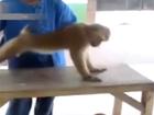 Khỉ chống đẩy và tập cơ bụng