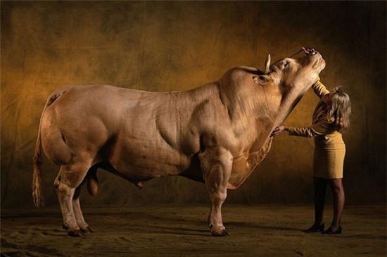 Gặp gỡ loài bò có cơ bắp "khủng" như lực sĩ 1