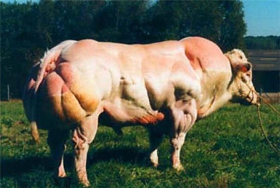 Gặp gỡ loài bò có cơ bắp "khủng" như lực sĩ 4